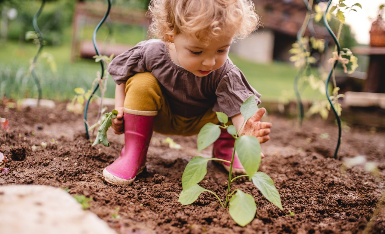 A little toddler in the garden, planting seedlings.